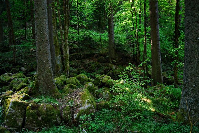 File:Forest.jpg